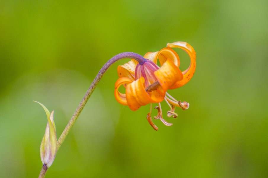 Lilium Debile - Kamchatka - Rusia 2